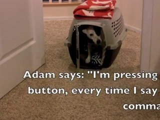 Getting Started With The Remote Electronic Collar