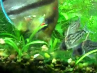 Schwartz's Cory Cat - Corydoras schwartzi, Baby Diamond ...