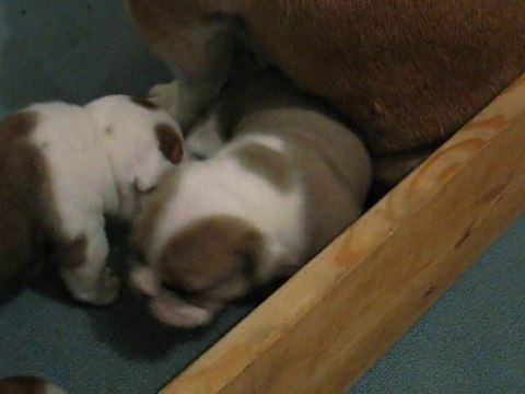 chiot Bulldog anglais