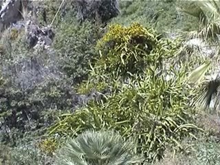 BESALU , TOSSA DE MAR , LLORET 2003