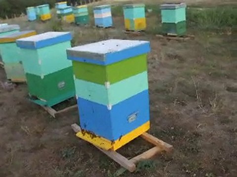 ceva frumos .....august 2010