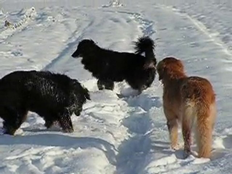 balade dans la neige 2 4-12-2010