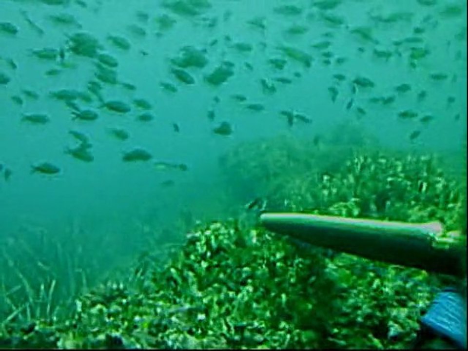 chasse sous marine CANNES n°3