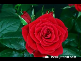 Allah'ın Yaratma sanatı