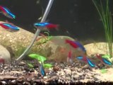 Neon tetras, with cherry shrimp in my 90 gallon with ...