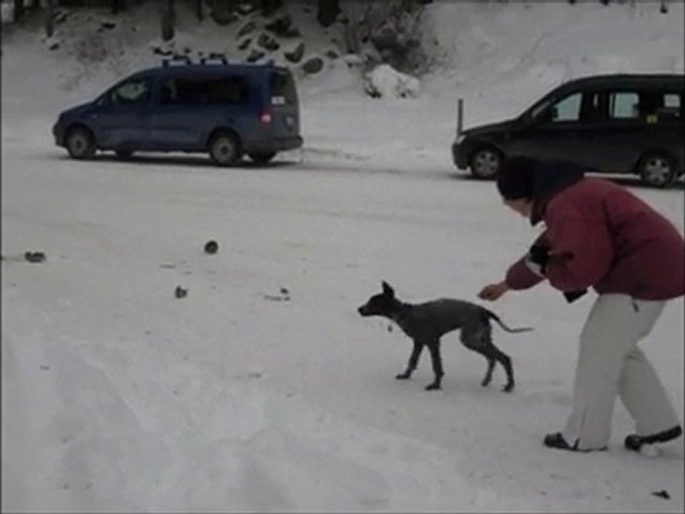 Kiska à la neige