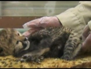 Un bébé guépard au zoo de San Diego