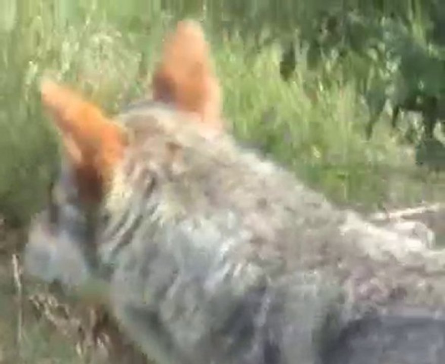 Parc des loups de chabrieres