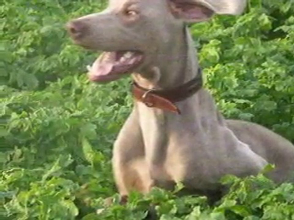 Plein_de_chiens.wmv