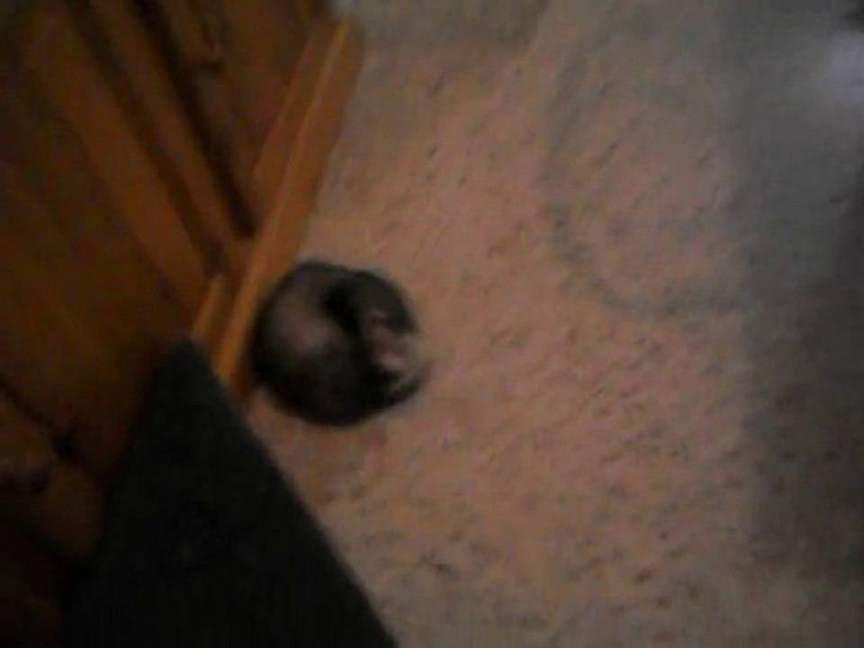 asso les furets 2eme chance  5 decembre 2010