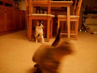 Cheyenne et Agathe, tentative de jeu