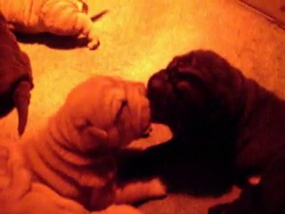 shar pei bébés