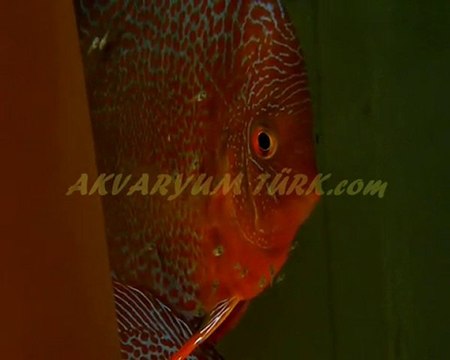 LSS DISCUS YAVRULARI
