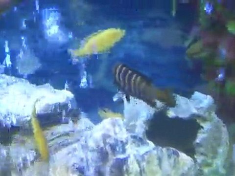 Malawi Cichlid Akvaryumum