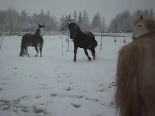 POULAINS MERENS et Les poneys de Sophie 77 Neige.