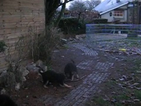 chiots de burkina et caster le 06/12/2010