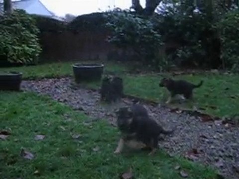 chiot burkina et caster 06/12/2010