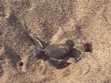 Naissances de tortues aux iles Comores