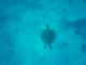 Nage avec des tortues géantes | Lifou, Nouvelle-Calédonie