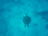 Nage avec des tortues géantes | Lifou, Nouvelle-Calédonie