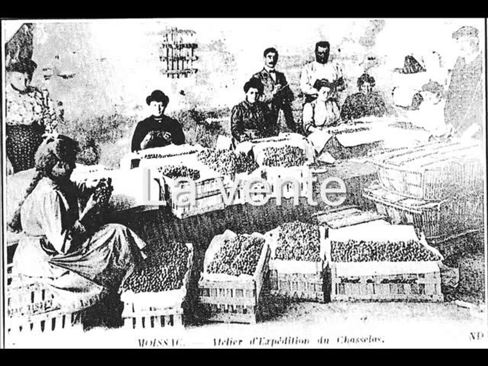 le chasselas de moissac