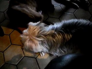 mes petites chiennes