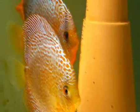 LSS LEOPAR DISCUS YAVRULARI