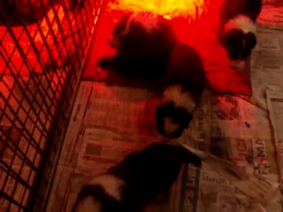 Chiots Kelso x Denjoy à 3 semaines suite