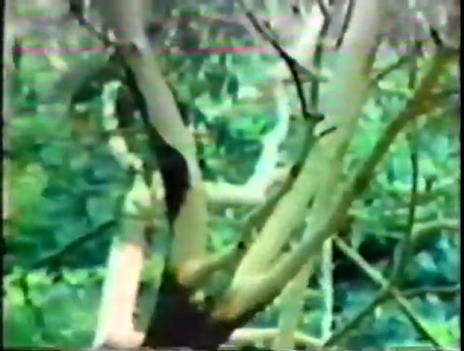 IF YOU WALK AWAY - SHERBET
