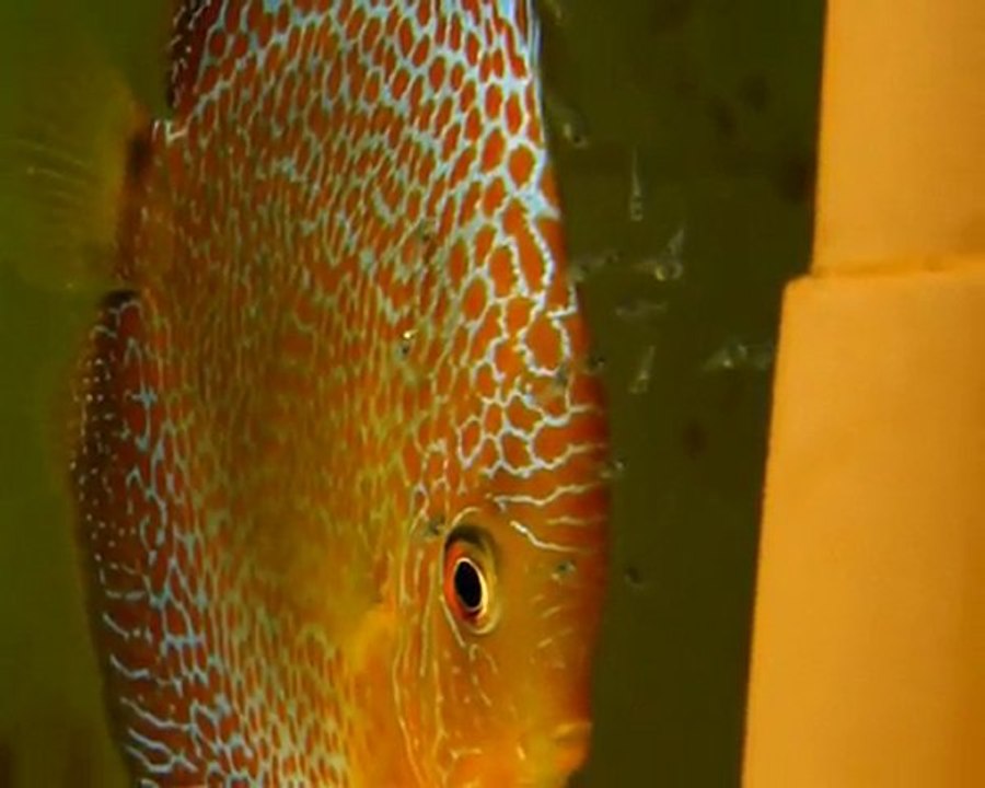 DISCUS YAVRULARI 2010