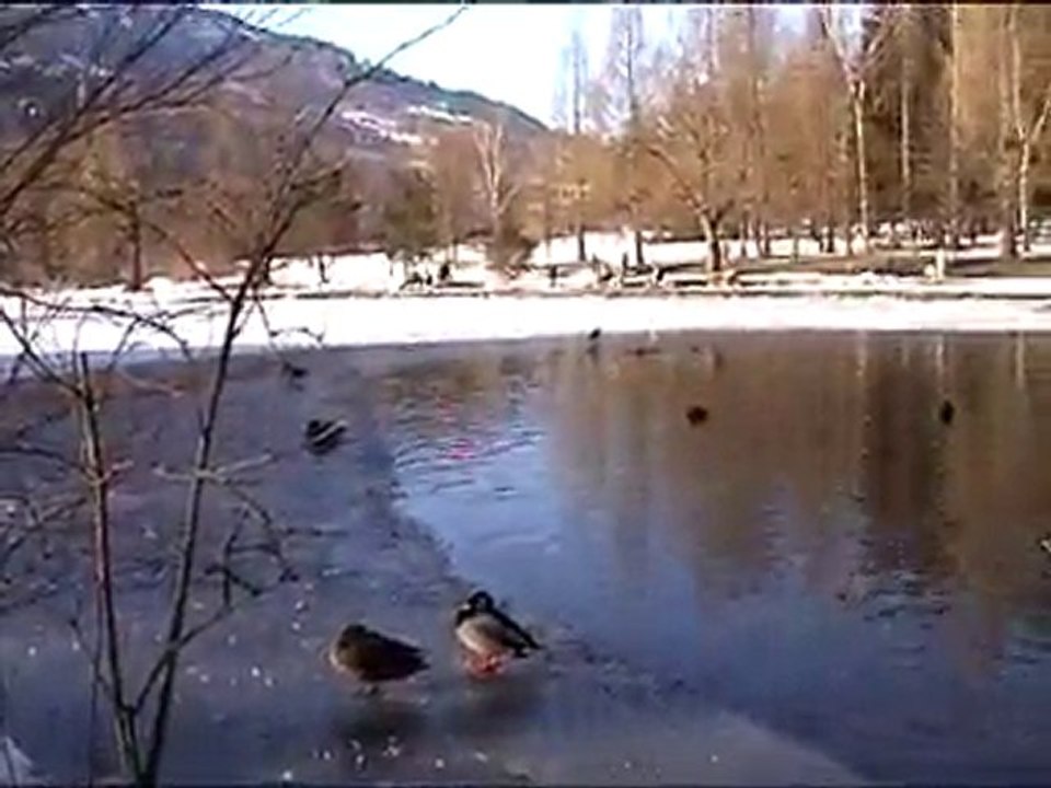 canards