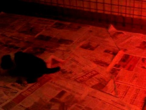 Chiots Bearsdyn x Wallaby à 3 semaines suite