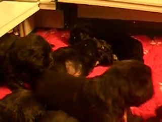 Les bébés de Cyd et Téa à 3 semaines