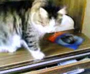 Kedi Zarife Soruyor:Nerdeler?/Kediliev.com