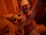Rigolo cette petite chatte