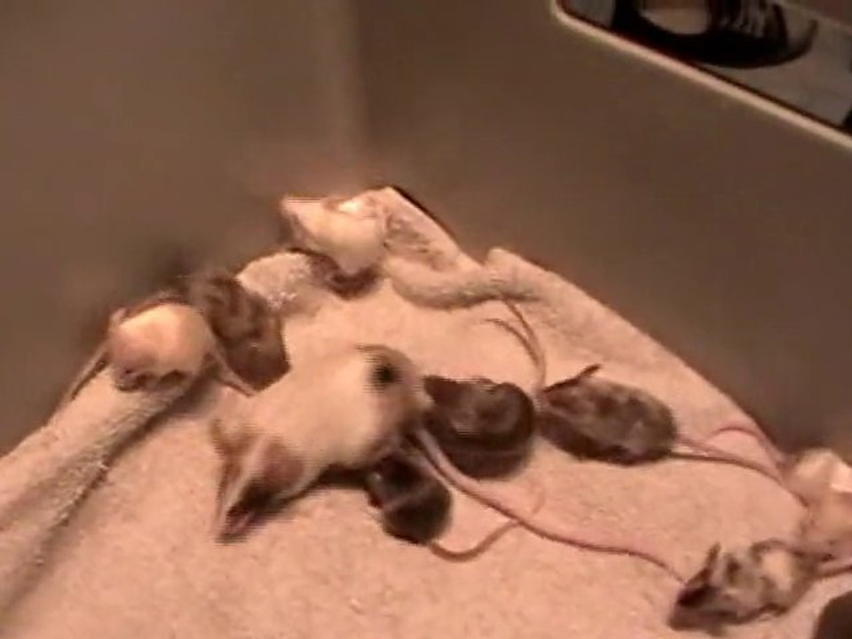 Petits d'Island ~ Jour 18