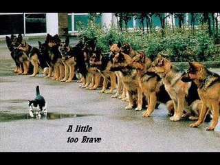 Funny Cats 2 Super Funny OMG Funny