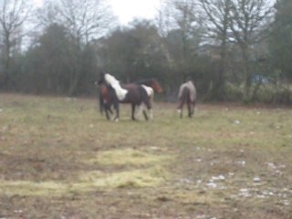 06.12.2010.Explication entre deux dominants