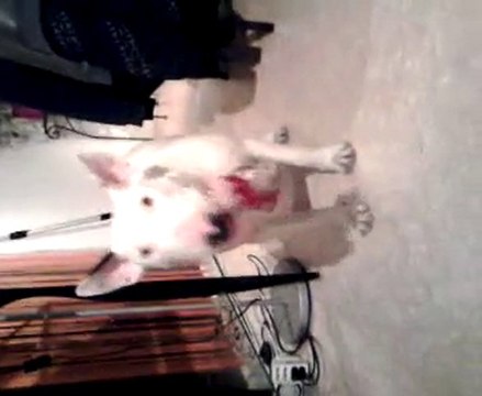 bull terrier 10 mois qui joue