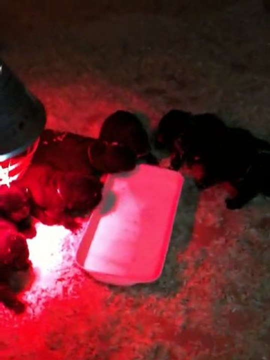 chiots dixie de l'élevage de VALOYAN 07/12/2010