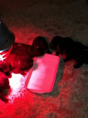 chiots dixie de l'élevage de VALOYAN 07/12/2010