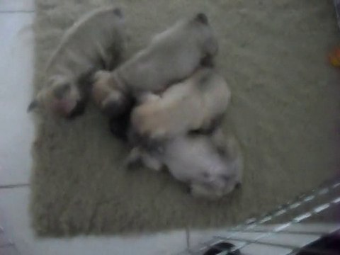 Premiers jeux des bébés bouledogues de l'arc d'or