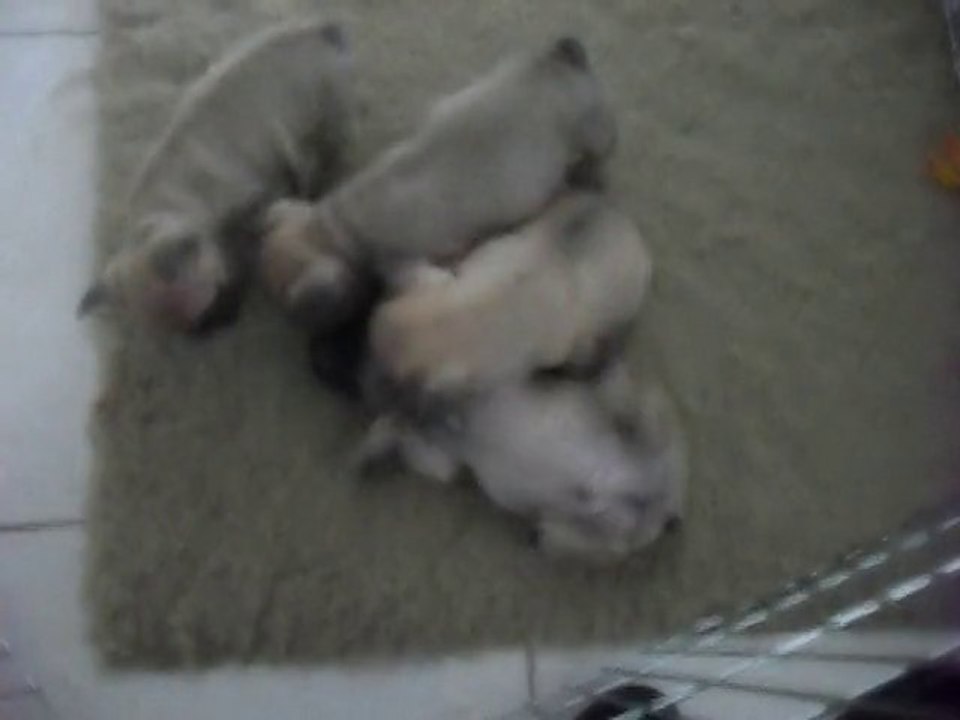 Premiers jeux des bébés bouledogues de l'arc d'or