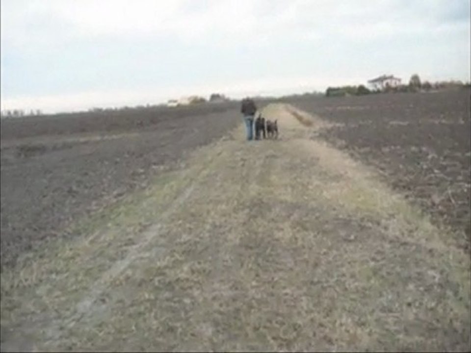 cane corso e mastino napoletano
