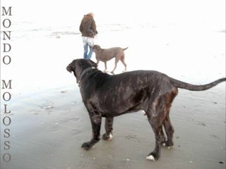 Mondo Molosso: Mastino Napoletano & Cane Corso al Mare 🐾