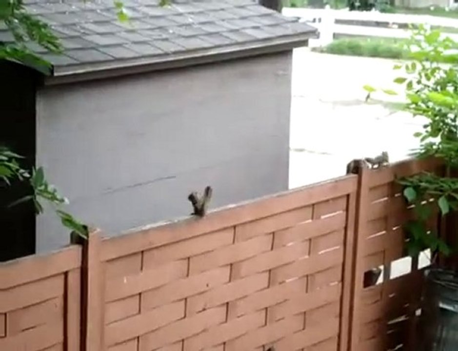 Epic Squirrel Fail
