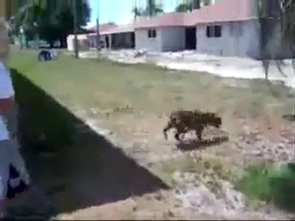 Back-Flipping Pit Bull