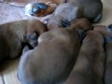 Newborn Puppies Make Spooky Halloween Sounds