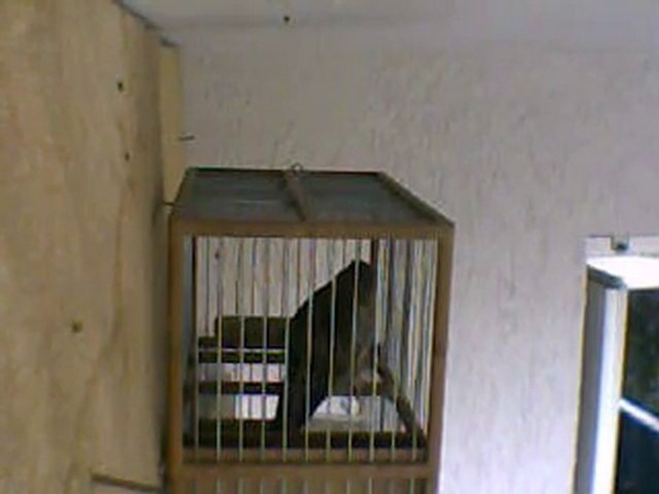 mulet chardonneret x canari chant 5 mois