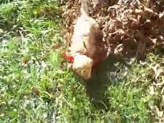 Throwing the Puppy in the Leaves